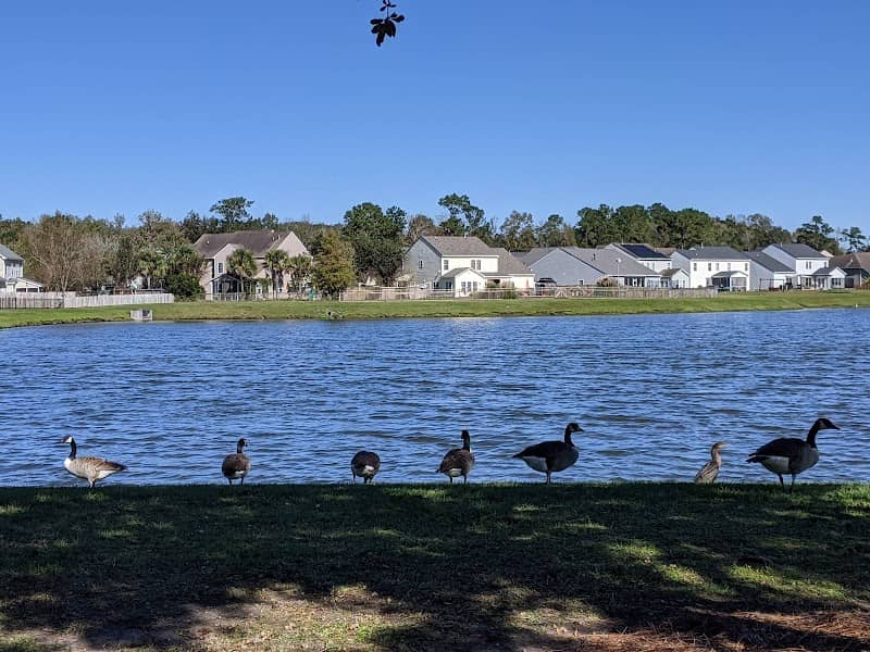 Oak Forest Pond - Image 1