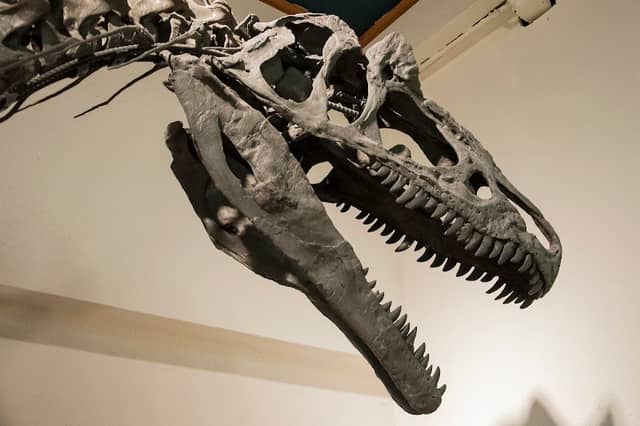 Glenrock Paleon Museum - Image 2