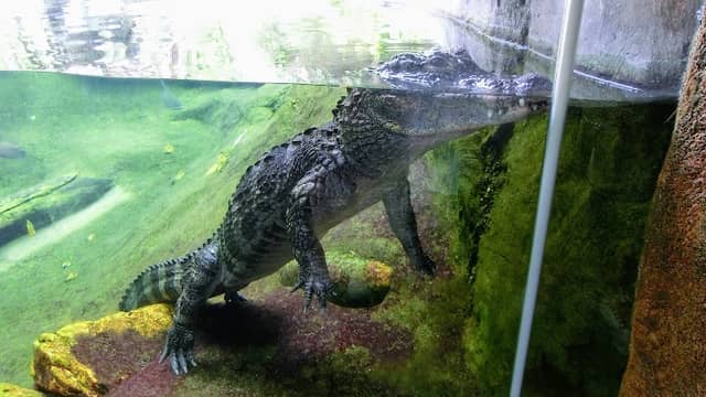 Gator Marsh - Image 1