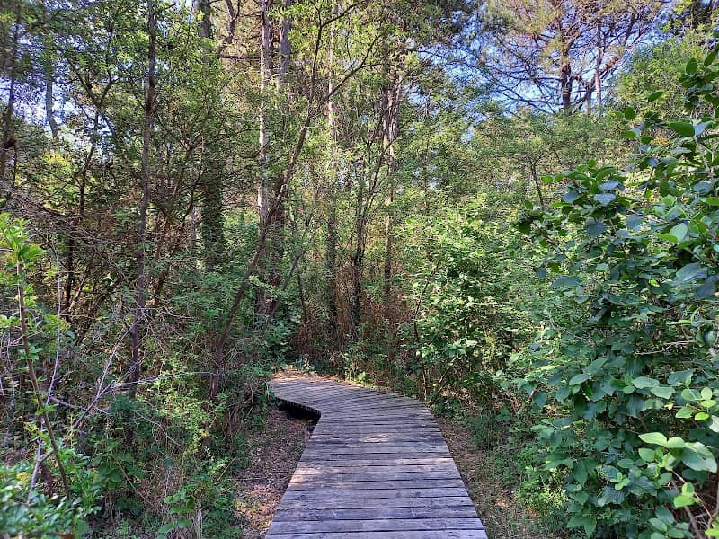 Bosco Canoro - Image 1