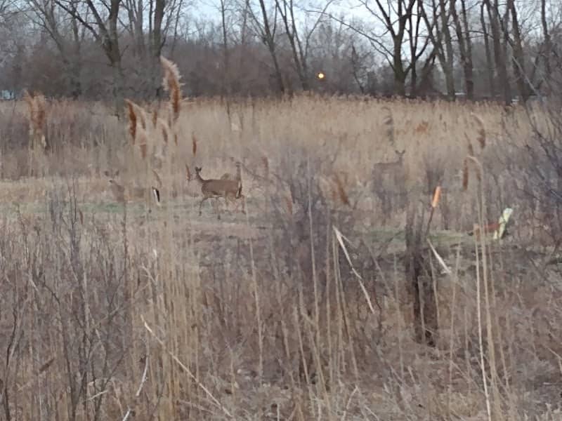 Calumet City Prairie and Marsh Nature Preserve - Image 2
