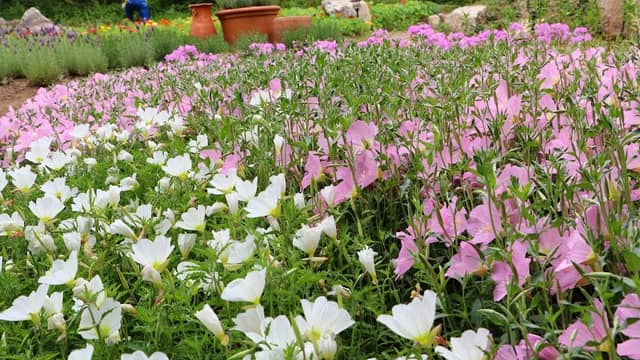 헤세의 정원 HESSE GARDEN - Image 1