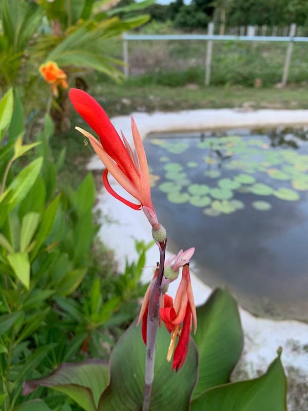 บ้านมดส้ม - Image 1