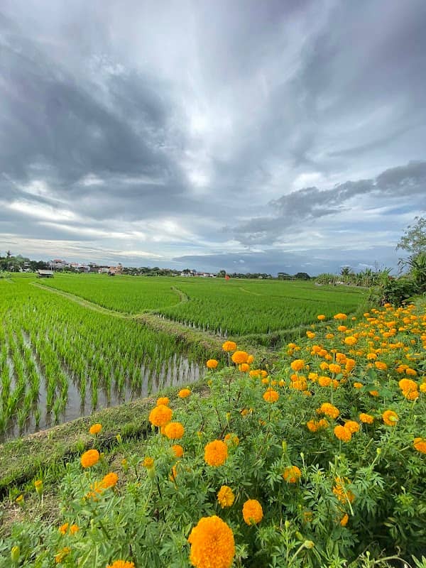 Uma Desa Canggu - Image 1