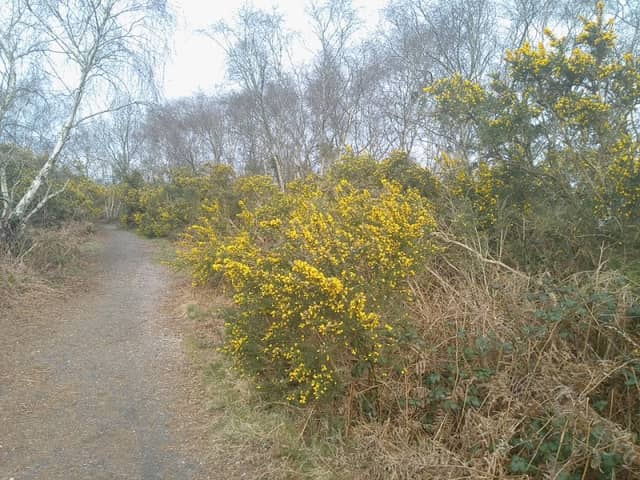 Talbot Heath SSSI - Image 1