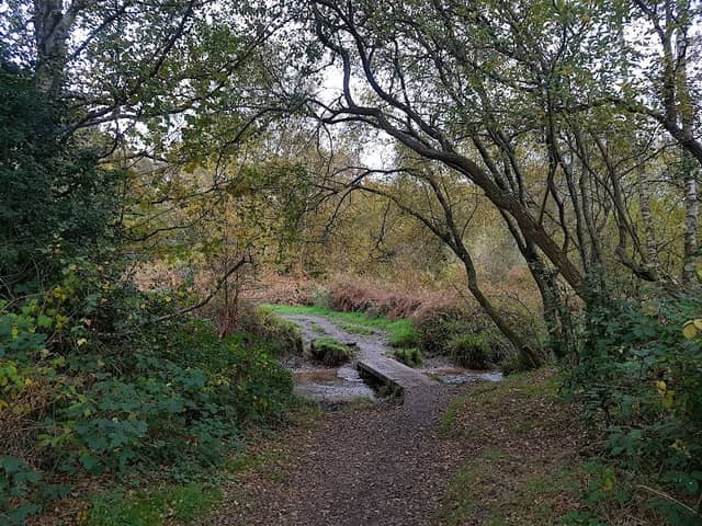 Talbot Heath SSSI - Image 2