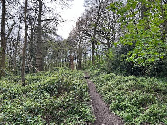 Ten Shilling Wood - Image 1