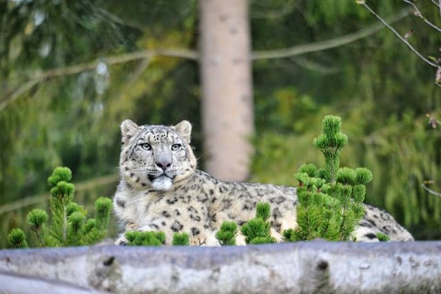 Servion Zoo - Image 1