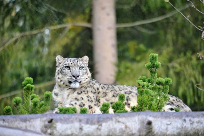 Servion Zoo - Image 1
