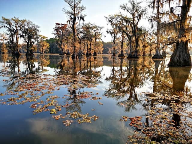 Caddo Lake - Image 3