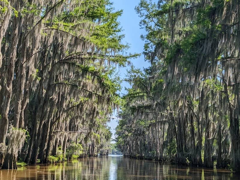 Caddo Lake - Image 1
