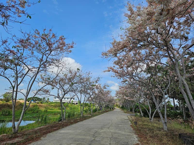 จุดชมวิวซากุระเพชรบุรี - Image 1