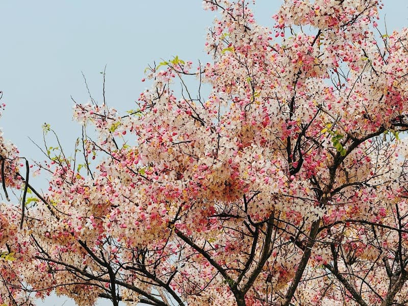 จุดชมวิวซากุระเพชรบุรี - Image 2