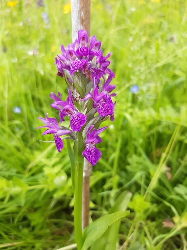 Glade Trust Nature Reserve - Image 1