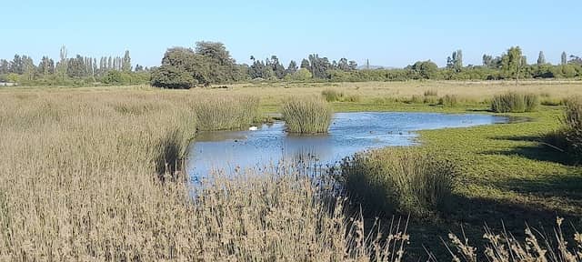 Humedal Alto Labranza - Image 1