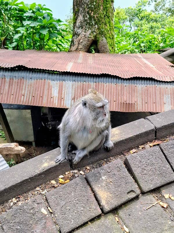 Wild Monkey Feeding - Image 1