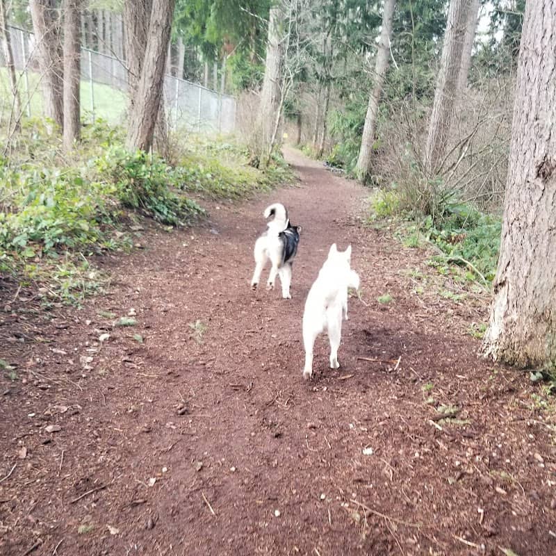 Viking Park, Off-leash Dog Park - Image 1
