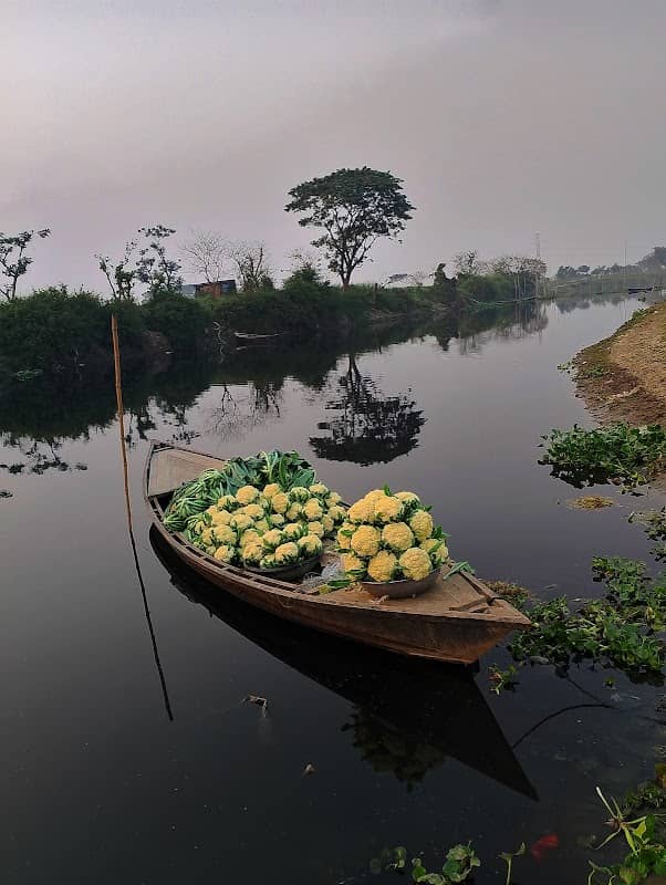 গুটিয়া - Image 1