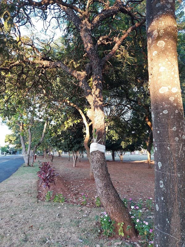 Praça Amauri de Souza - Image 2