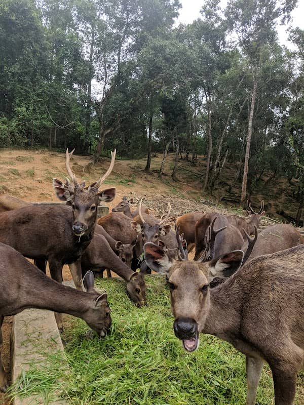 Deer Park, Thenzawl - Image 1