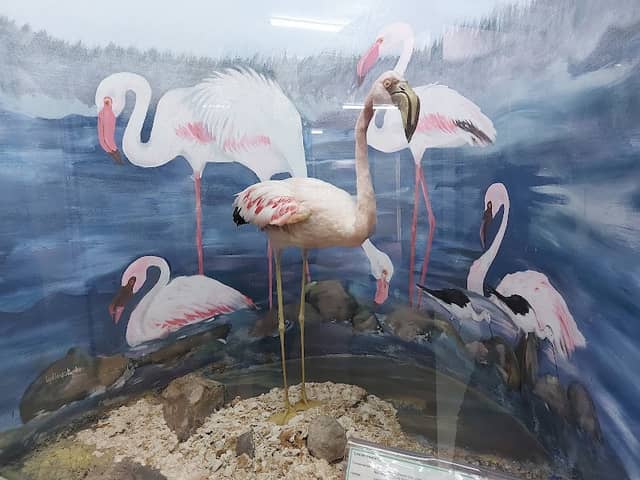 Hyrax Hill Museum - Image 2