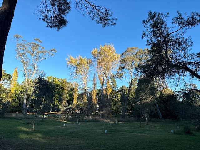 The Victory Tree - Image 1