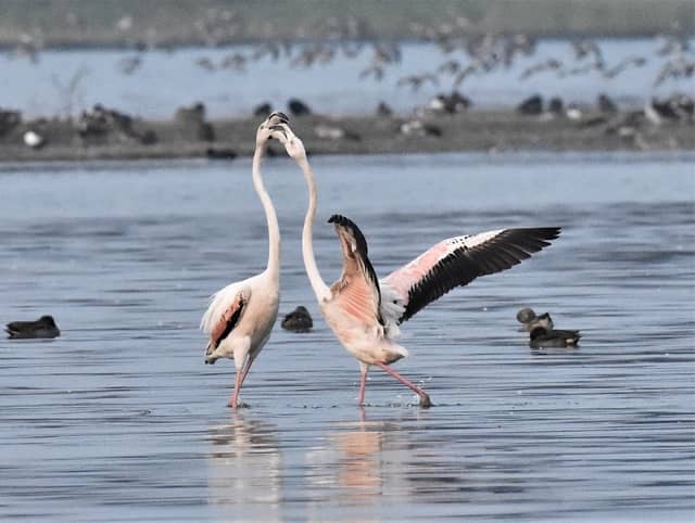 Thol Bird Sanctuary - Image 1