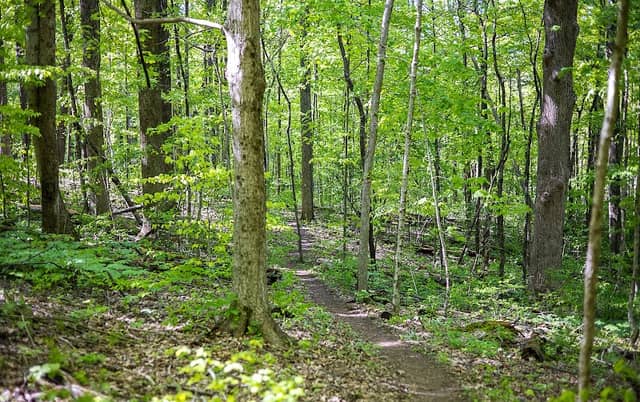 Davey Woods State Nature Preserve - Image 2