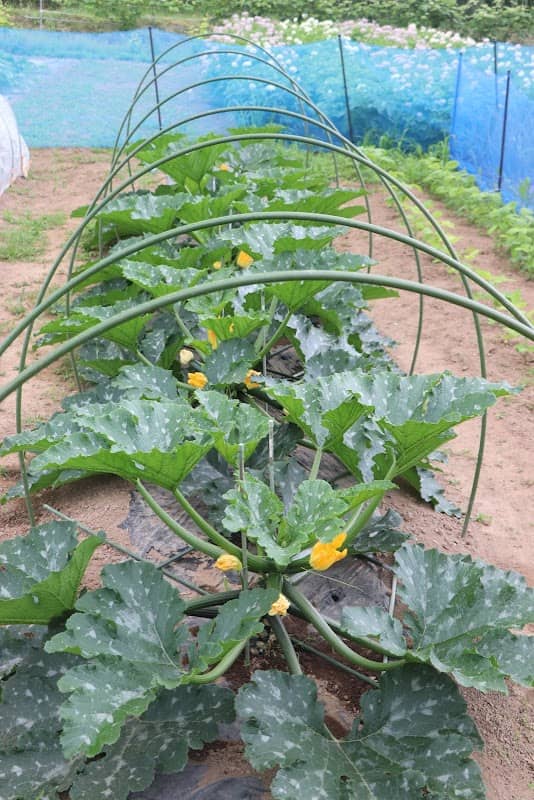 Urespa Farm - Image 1
