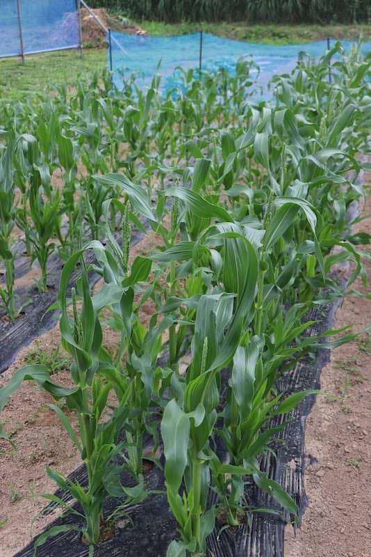 Urespa Farm - Image 3