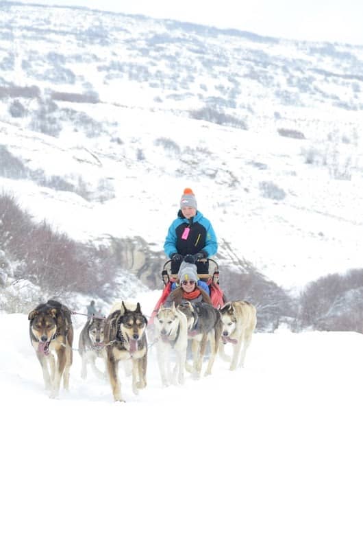 Steamboat Dog Sledding - Image 1