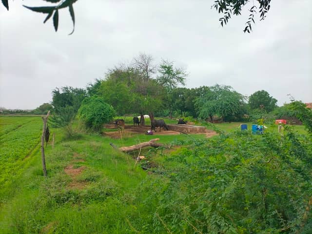 Vishu thakor panara farmðģðū - Image 1