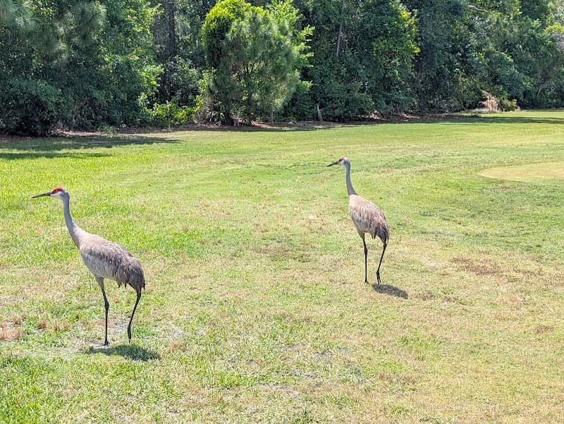 Sebring Municipal Golf Course - Image 2