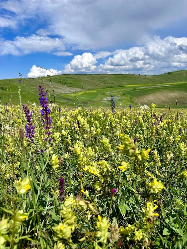 Lavanda Cojocna - Image 1
