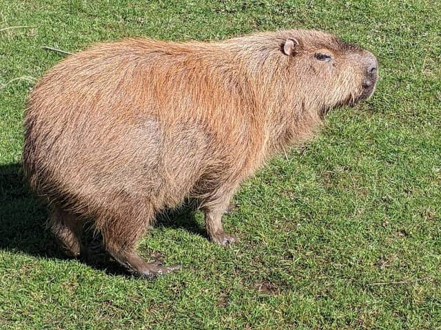 Yorkshire Wildlife Park - Image 2
