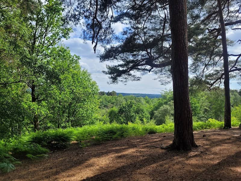 Finchampstead Ridges - Image 2