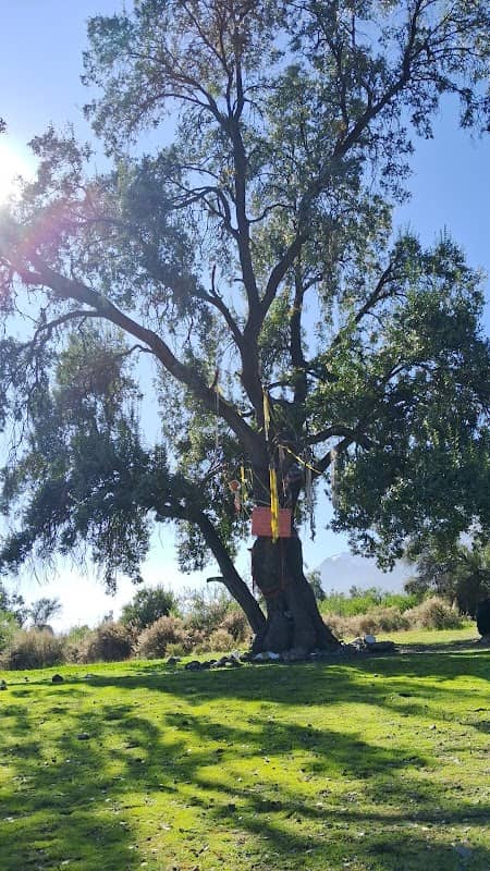 Árbol de los sueños - Image 1