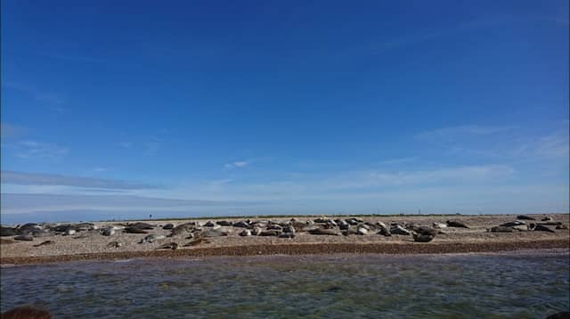 Blakeney Point Seal Trips Ptarmigan - Image 1
