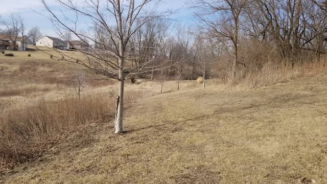 Anamosa Arboretum - Image 2