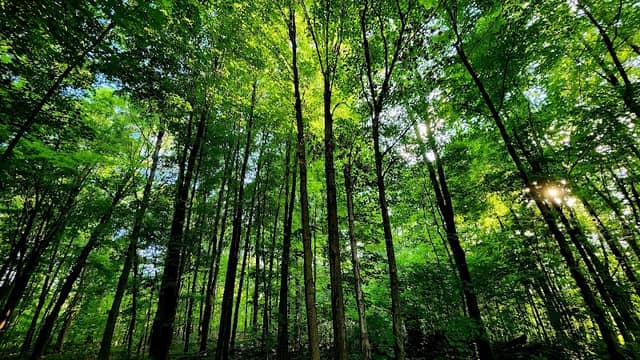 Stigler Nature Preserve - Image 3
