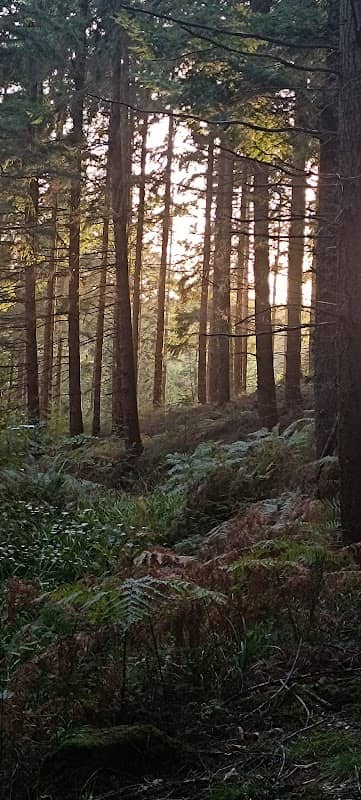 Exwick Woods - Image 1