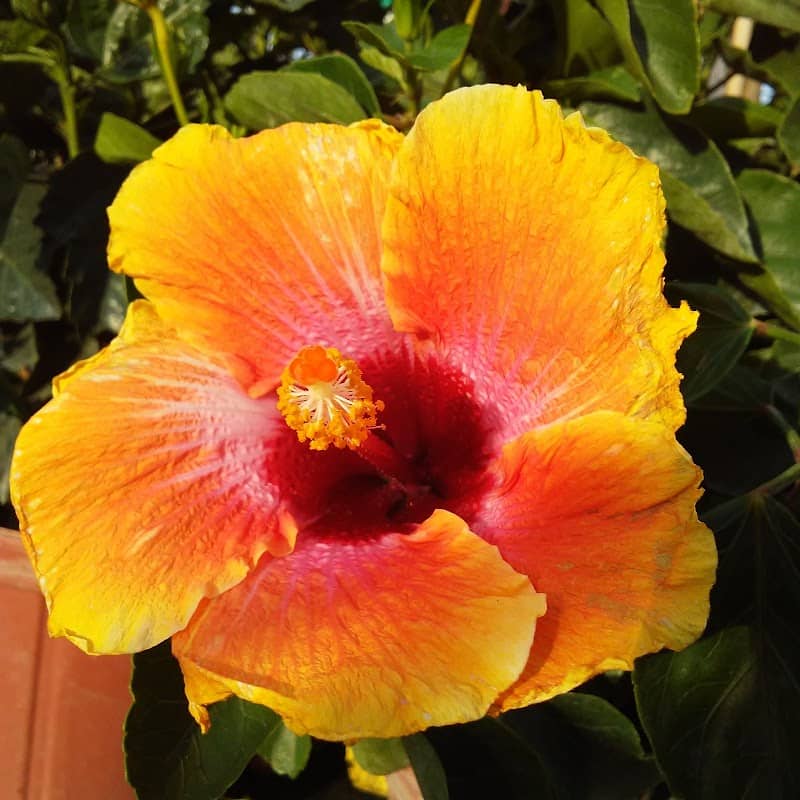 Leah's Flower Garden - Image 2
