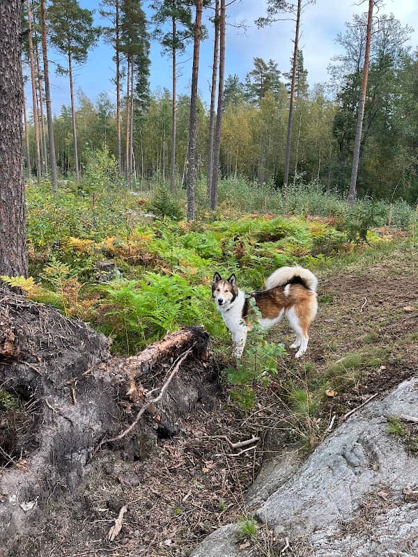 Sipoon Koirametsä - Image 1
