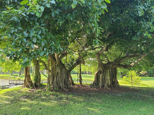 Dreher Dog Park - Image 2