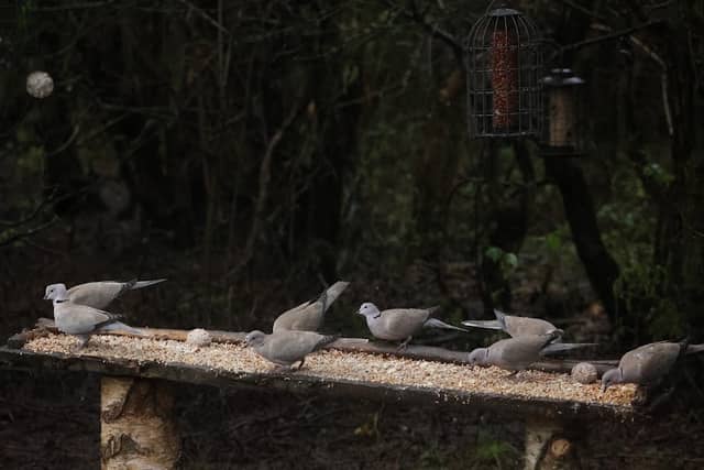 Feeding Station - Image 2