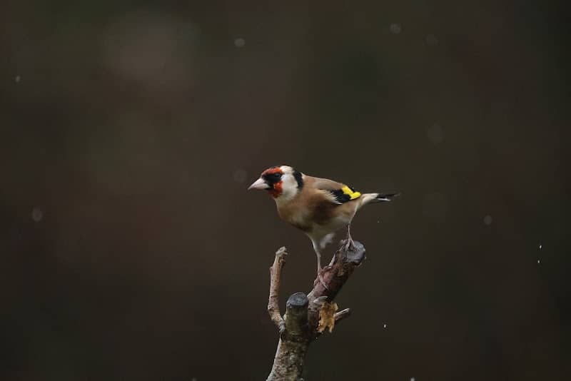Feeding Station - Image 3