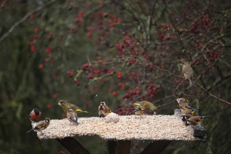 Feeding Station - Image 1