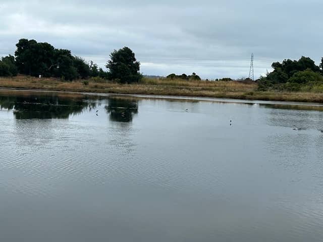 Shorebird Marsh - Image 1