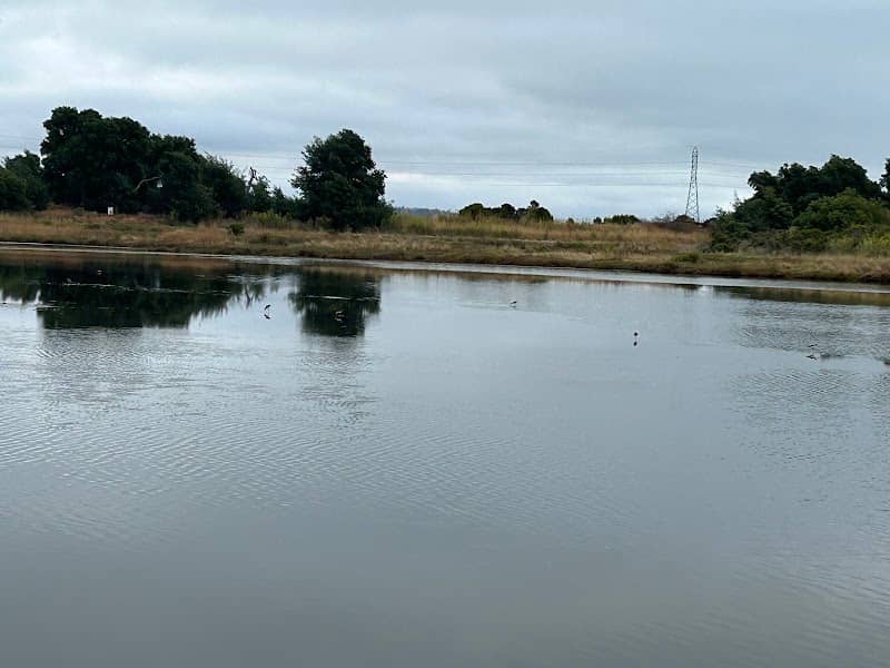 Shorebird Marsh - Image 1