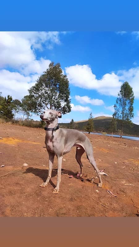 Lagoa dos Ingleses - Image 1